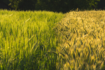 Two types of cereal plant in gold and green color
