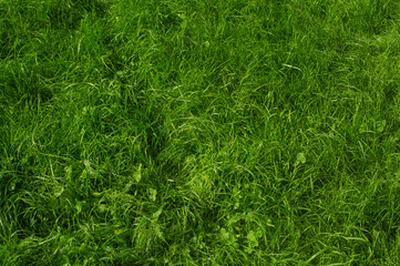 Lawn grass and clover with water drops. Green grass as a background.