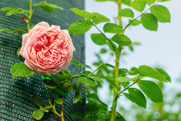A pink rose bush against a green shading net.