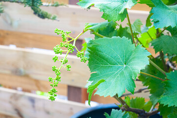 Small unripe green bunch of grapes on a grape tree (Vitis vinifera)