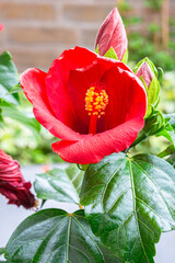 Detailed image of a vibrant red Hibiscus flower