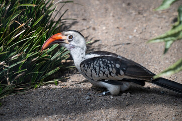 Red-billed Hornbill Walking on the Ground