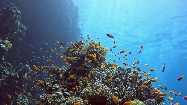 Underwater landscape, coral reef with many tropical fish of different species against the backdrop of blue water in the Red Sea
