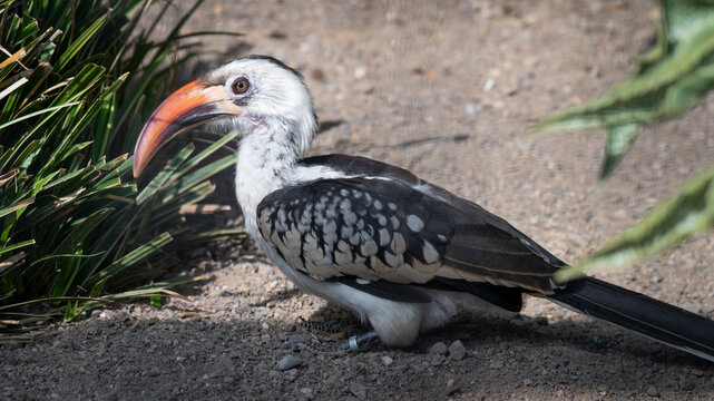 Red-billed Hornbill Walking on the Ground