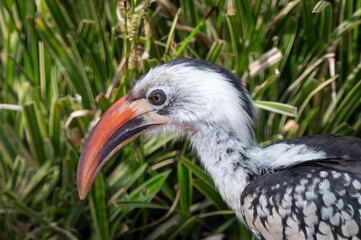 Red-billed Hornbill Walking on the Ground