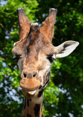 Close Up Rothschild Giraffe Sticking out its Tongue