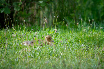 Baby Greylag Gosling Resting in Grass