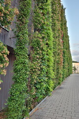 Begrünte Holzfassade im Stadtteil Vauban in Freiburg