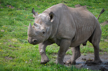 Obraz premium Black Rhinoceros Walking on Grass