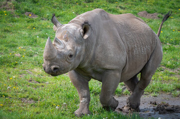 Obraz premium Black Rhinoceros Walking on Grass