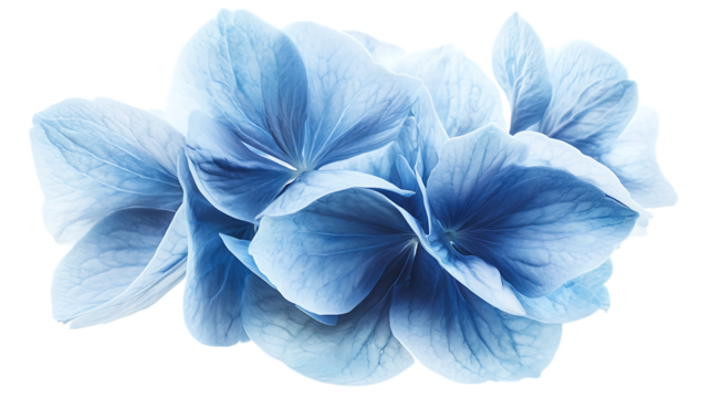 blue flower isolated on white
