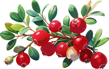 Barberry (Berberis vulgaris), featuring thorny branches and red berries, isolated on a white background