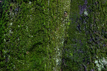 green moss on a stone wall, tree