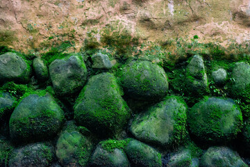 moss on stone