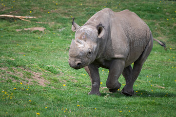 Obraz premium Black Rhinoceros Walking on Grass