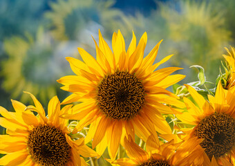 Sunflower flowers on soft blur background, closeup. Bright yellow sunflowers in bright golden sunlight with bokeh.