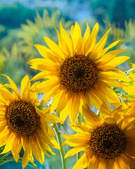 Sunflowers b at soft blur background, close-up. Big flowers of sunflower with  yellow petals in bright sunlight with bokeh backdrop.