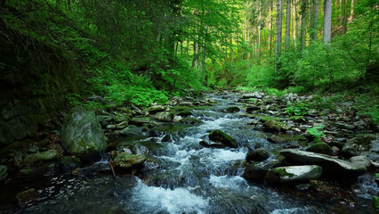 Beautiful Sunrise In Sunny Spring Forest with Stream . Sunlight Sunbeams Through Woods In Forest Landscape. Panorama Panoramic View