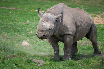 Obraz premium Black Rhinoceros