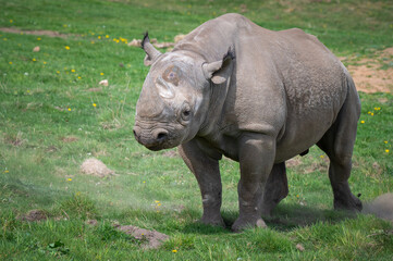 Obraz premium Black Rhinoceros