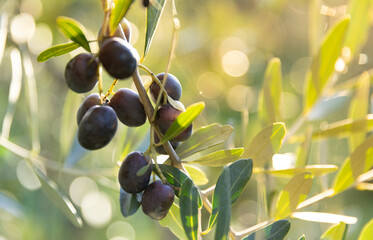 Olive tree with green ripe olives in an olive garden . Green olive tree lit by the rays of the sun