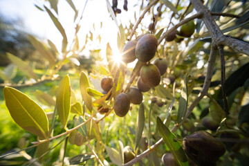 Olive tree with green ripe olives in an olive garden . Green olive tree lit by the rays of the sun