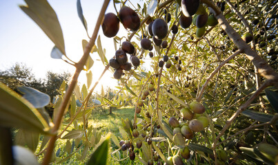 Olive tree with green ripe olives in an olive garden . Green olive tree lit by the rays of the sun