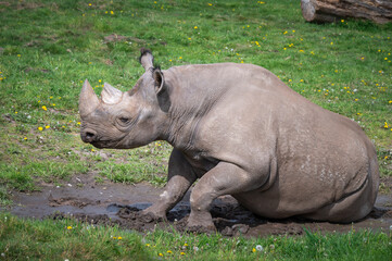 Obraz premium Black Rhinoceros Rolling in Mud