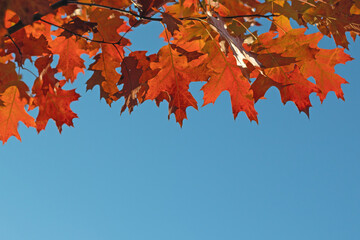 Autumn nature background. Branch with autumn red leaves against blue sky.