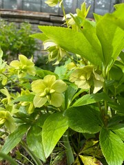 Unusual pale green Blooming Helleborus viridis L., Ranunculaceae, in a spring garden. Alpine plants for rockeries and rock gardens.Early bloomers. Flower background