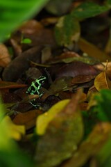 Green and black poison dart frog in Costa Rica
