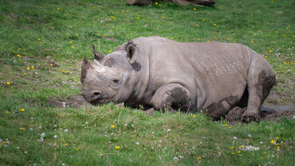 Naklejka premium Black Rhinoceros Rolling in Mud