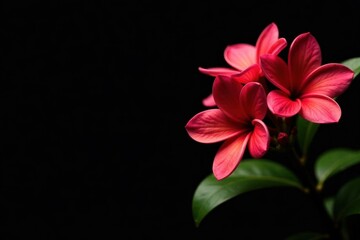 Vibrant red plumeria blossoms against a stark black backdrop , background, detail, image