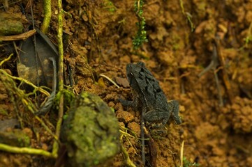toad at night in Costa Rica