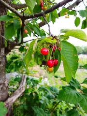 Green not ripe cherries on the tree on a sunny day. Red cherries on cherry tree in orchard for picking. Close-up on ripe cherry fruits on a tree branch. Cherry tree orchard with fresh ripe cherries.
