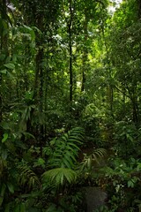 rainforest landscape in Costa Rica