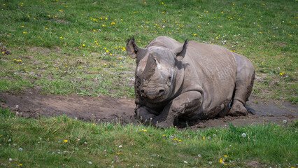Fototapeta premium Black Rhinoceros Rolling in Mud