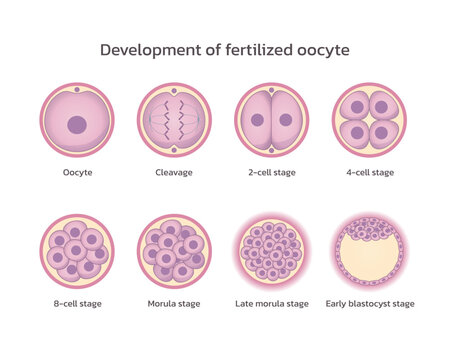 Development of fertilized oocyte