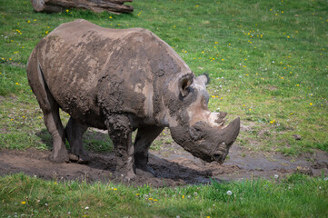 Fototapeta premium Black Rhinoceros Standing in Mud