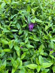groundcover Blooming Vinca minor sabinka with purple flowers in a spring garden. Flower background