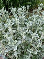 decorative Stachys byzantina Silver Carpet with white and silver pubescent leaves in a spring...
