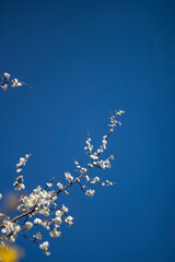  White cherry blossoms in full bloom against a deep blue sky. Shot with selective focus, leaving room for copy space. Ideal as a seasonal spring background.