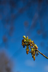 Fresh green and red buds of a maple tree captured in strong sunlight, isolated against a soft blue background. Clean minimal design.