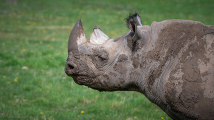Black Rhinoceros With a Muddy Face