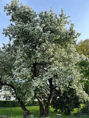 A huge old blooming apple tree in a spring park. Flower background
