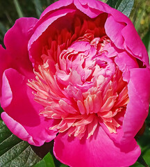 Close-up of blooming pink peony flower showcasing vibrant petals in full bloom