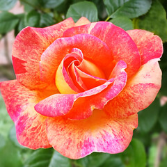 Beautiful multicolored rose with vibrant petals in a lush green garden