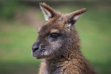 Close Up Swamp Wallaby
