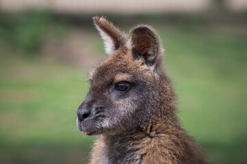 Close Up Swamp Wallaby