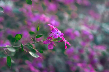 Green lunaria plant in the garden. The second year of the plant's development. Lunaria flowers and fruits. Lunaria annua, called honestia or annual honestia